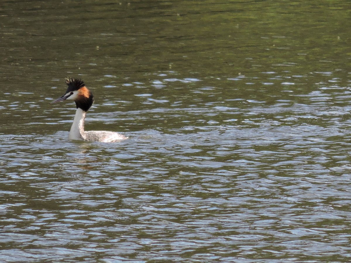Great Crested Grebe - ML40562981