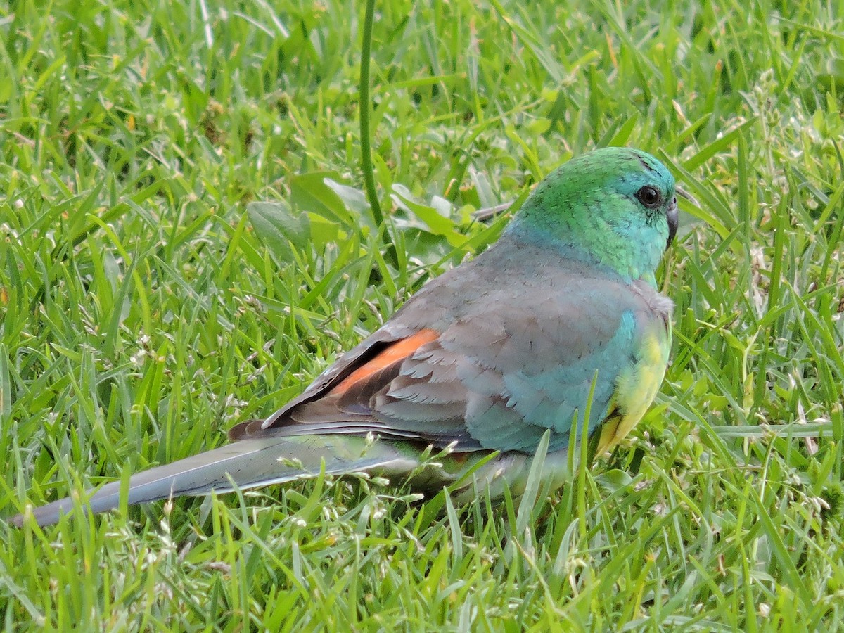 Red-rumped Parrot - ML40563091