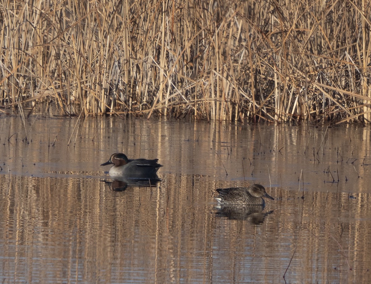 Green-winged Teal - ML405631151