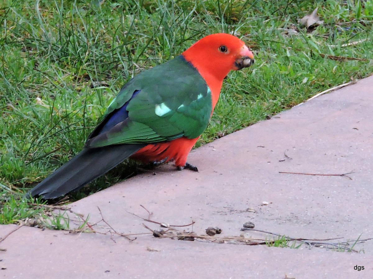 Australian King-Parrot - ML40563151