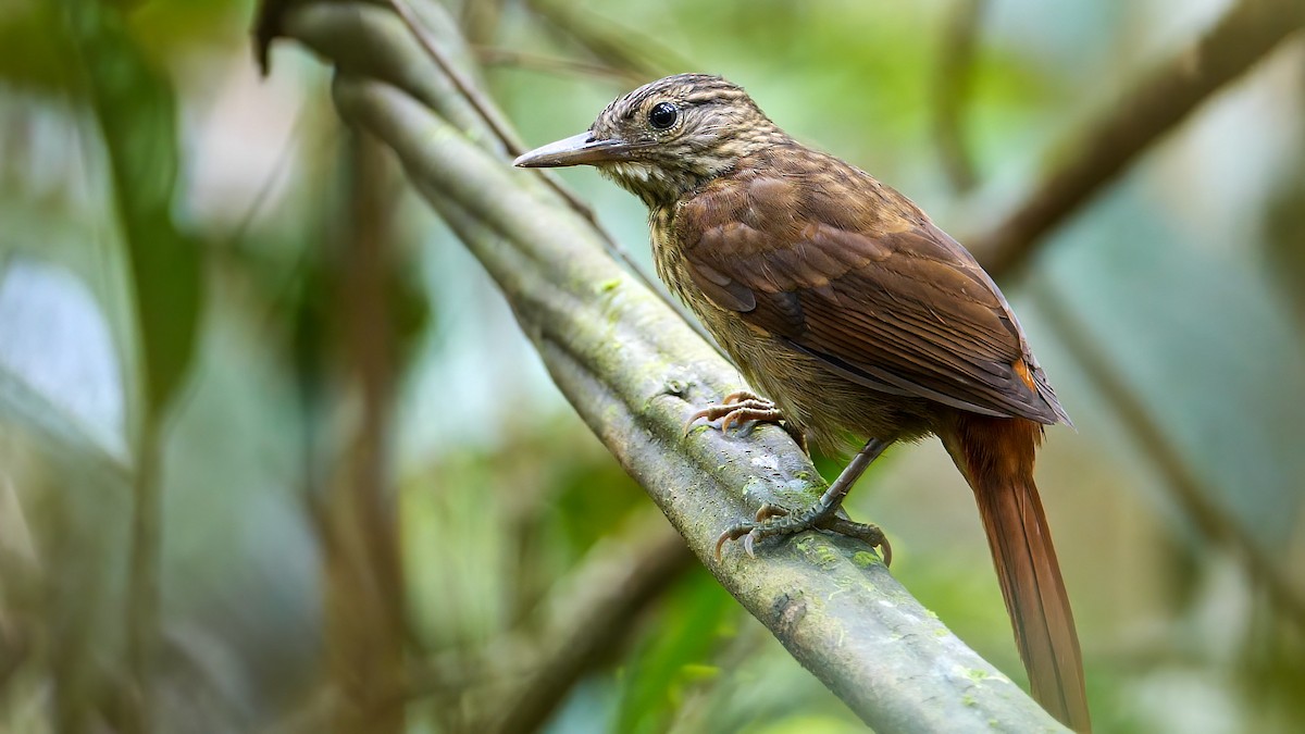 Eastern Woodhaunter - Mike Melton