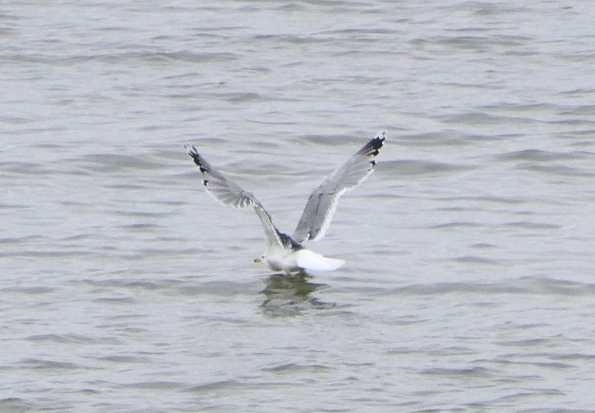 Caspian Gull - Hein Prinsen