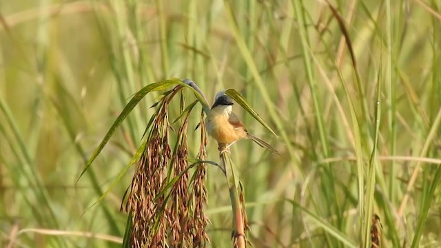 Prinia cendrée - ML405632141