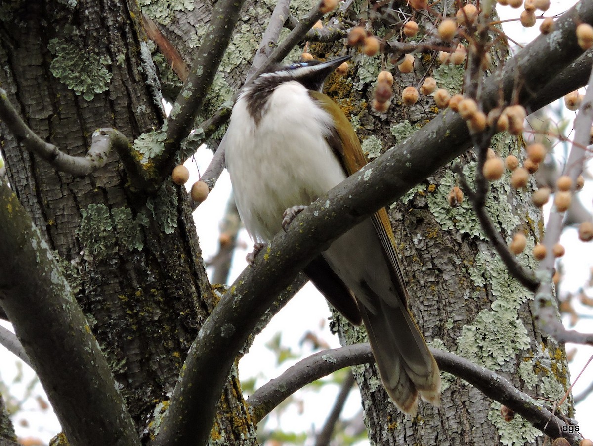 Blue-faced Honeyeater - ML40563261