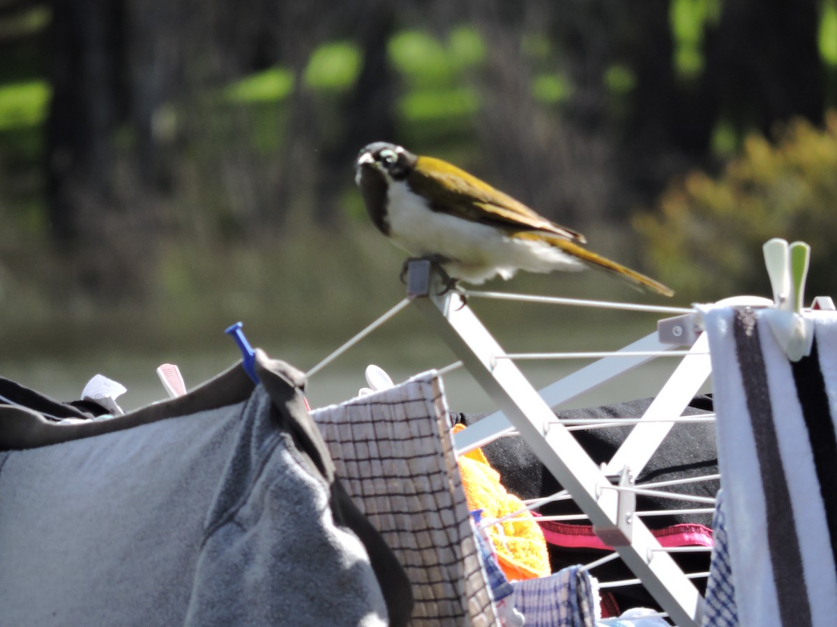 Blue-faced Honeyeater - ML40563281