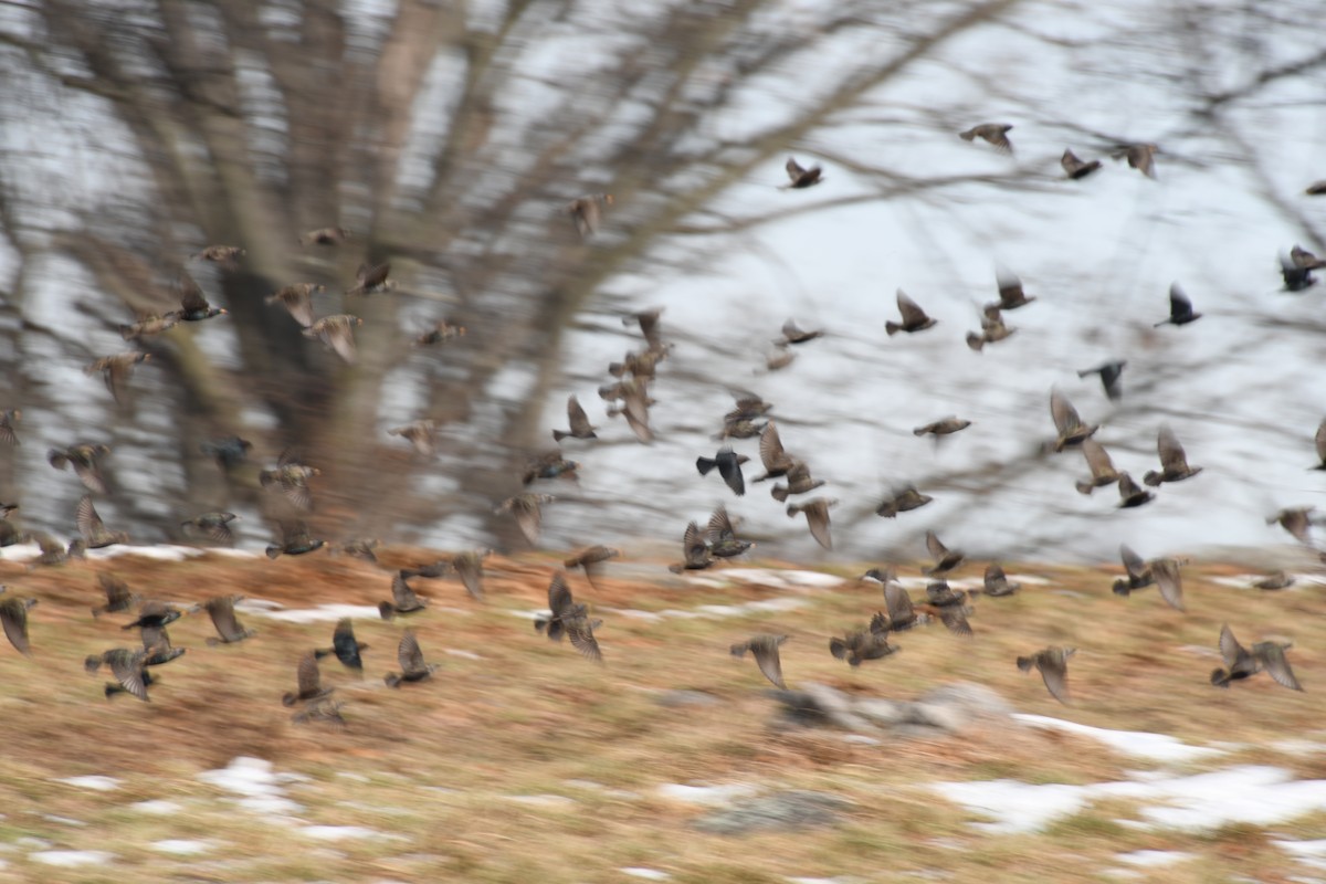 Brown-headed Cowbird - ML405633541