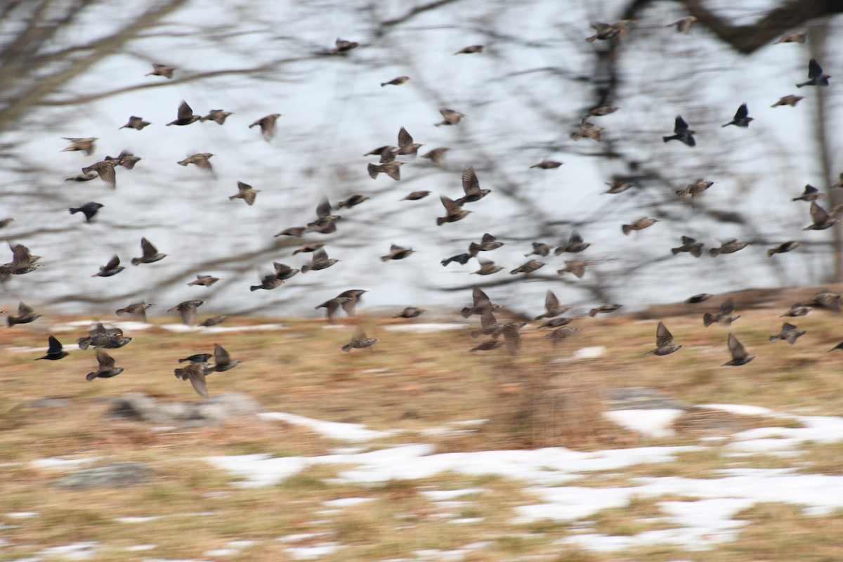 Brown-headed Cowbird - ML405633561