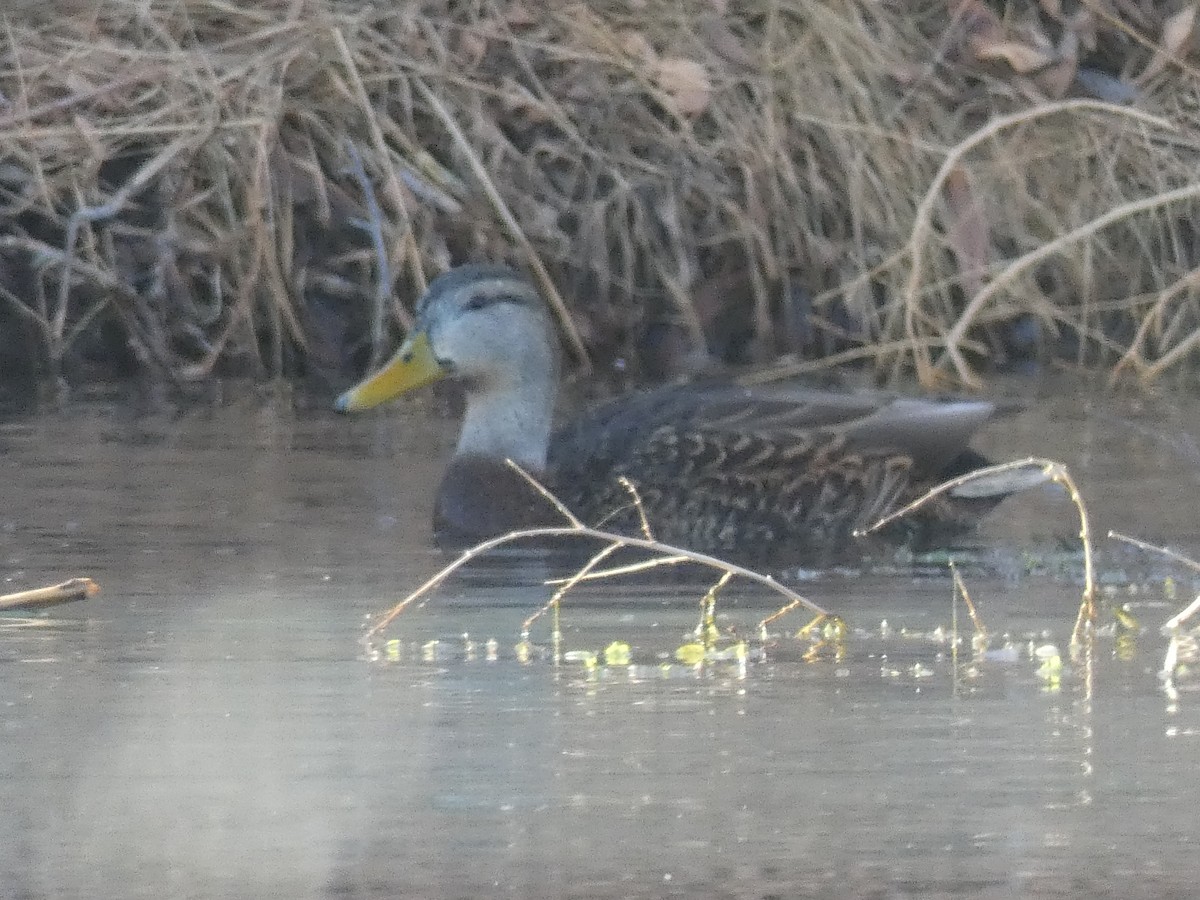 Mallard/Mexican Duck - Sally Waterhouse