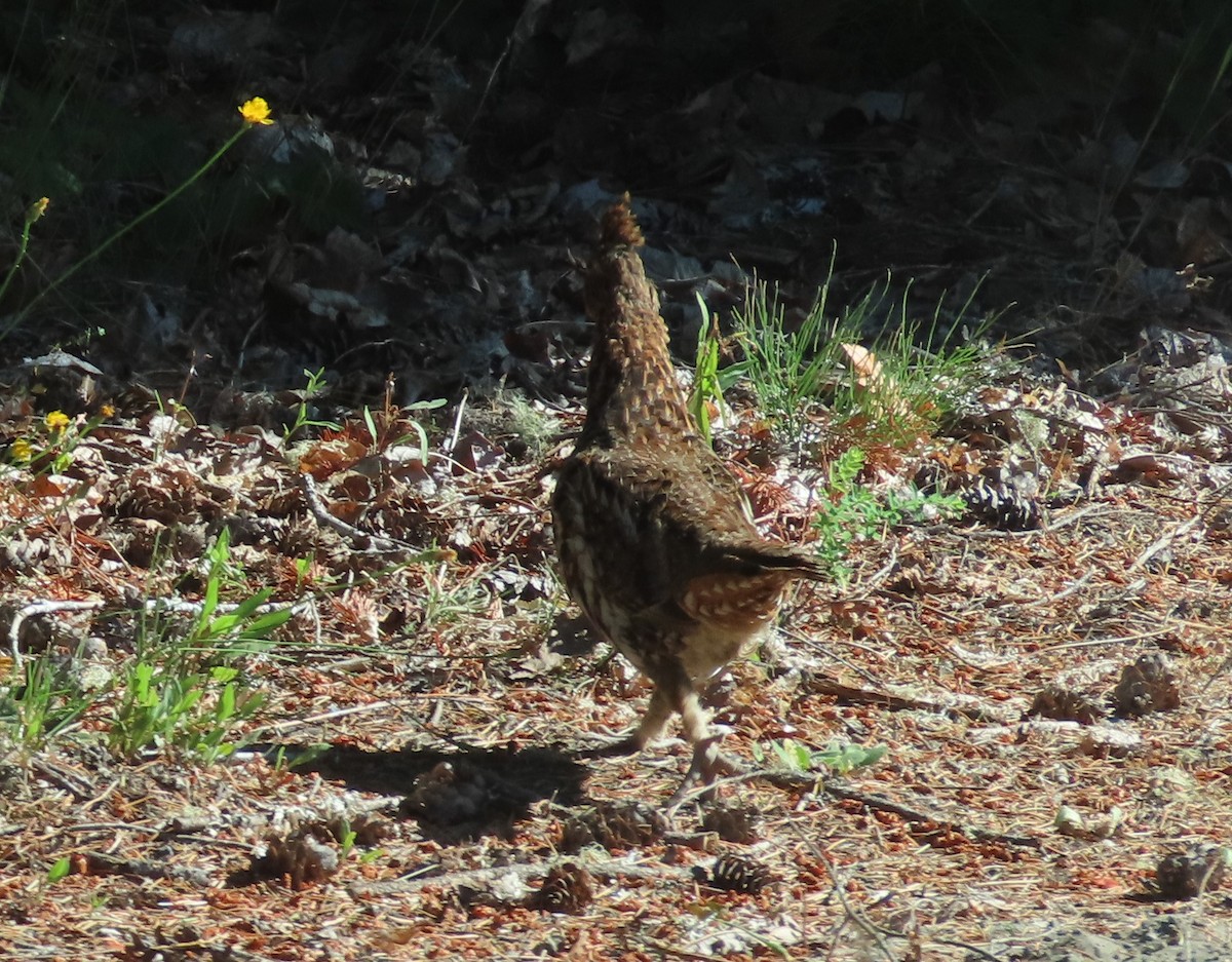 Ruffed Grouse - ML405634511