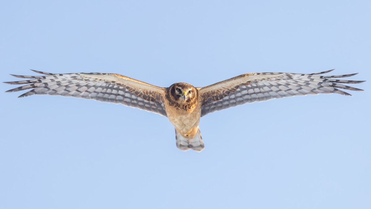 Northern Harrier - Blair Dudeck