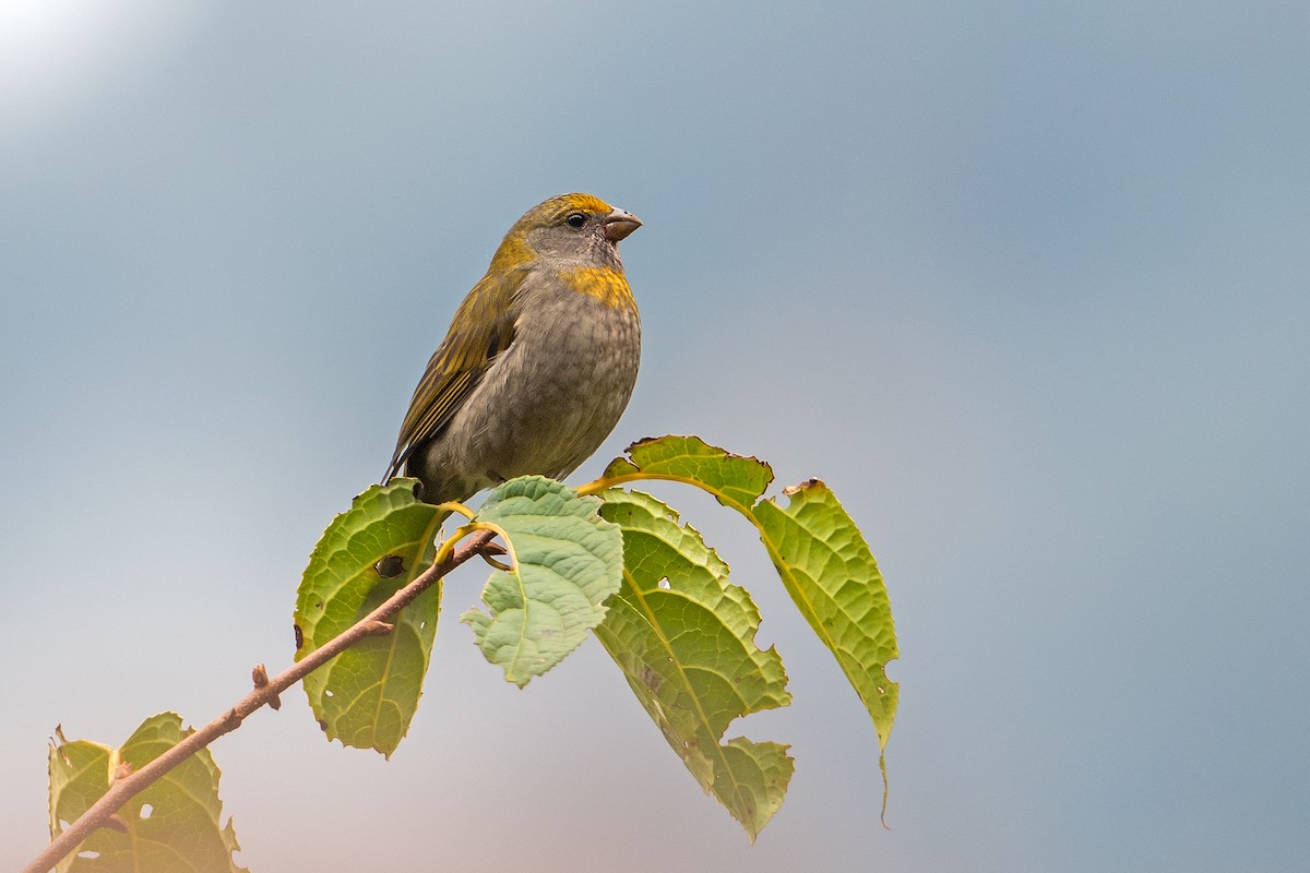 Crimson-browed Finch - ML405635931