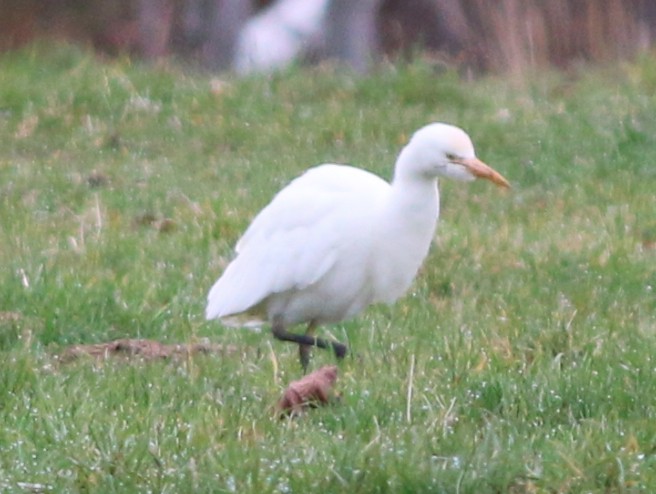 Western Cattle Egret - ML40563601