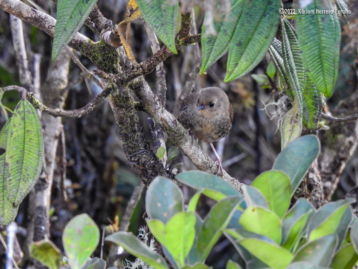 Loja Tapaculo - Kárlom Herrera-Peralta