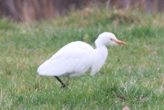 Western Cattle Egret - ML40563751