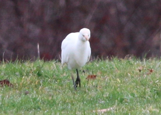 Western Cattle Egret - Lance Benner