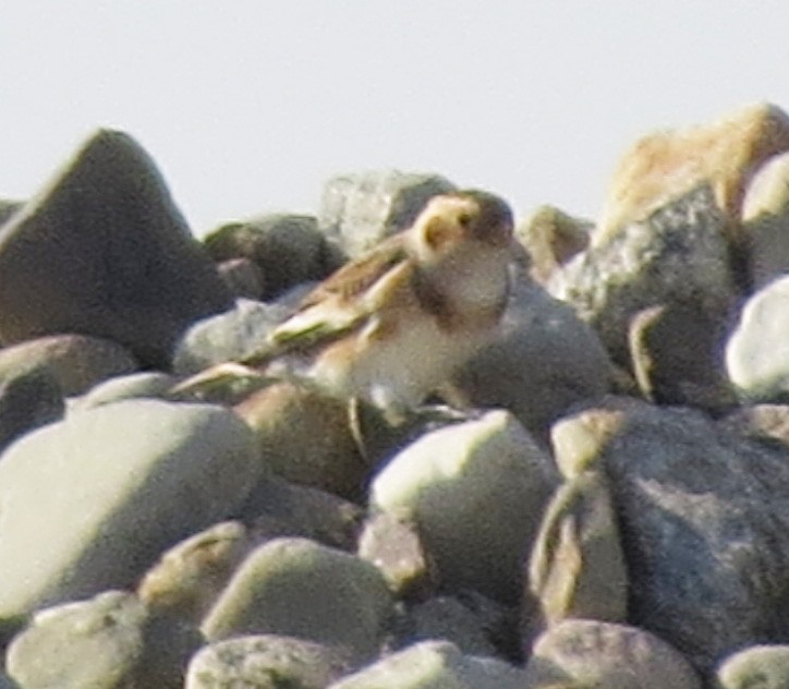 Snow Bunting - Amy Lawes