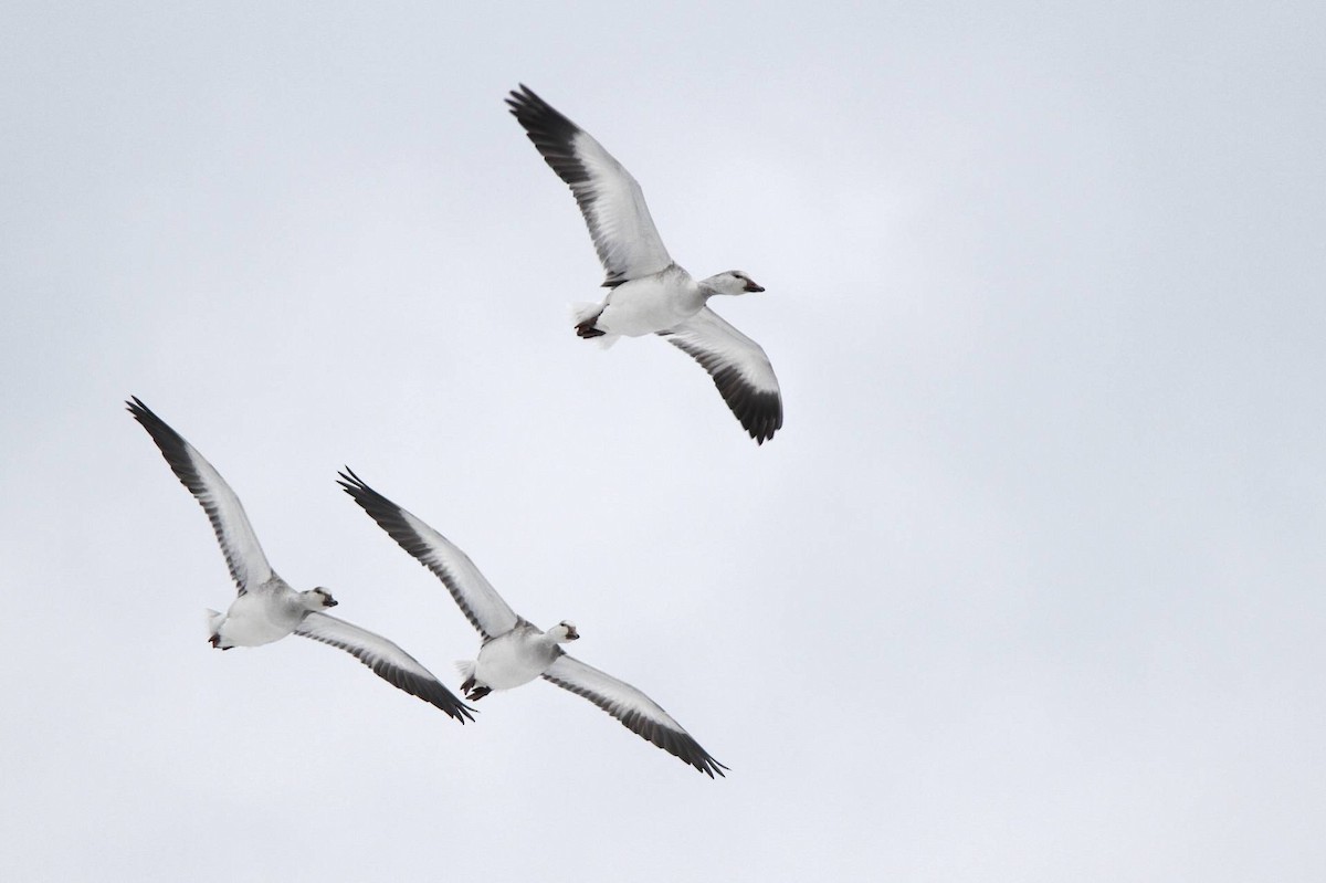 Snow Goose - ML40564001