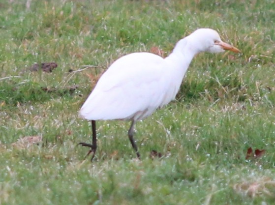 Western Cattle Egret - Lance Benner