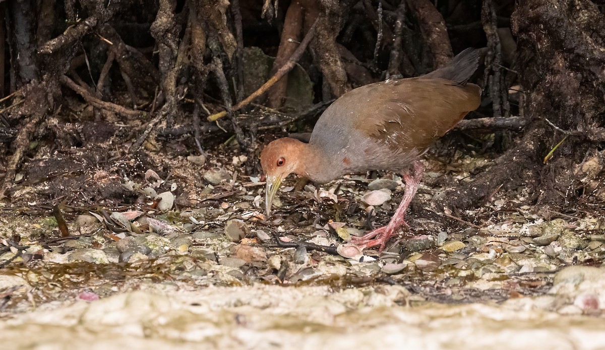 Rufous-necked Wood-Rail - Richard  Davis