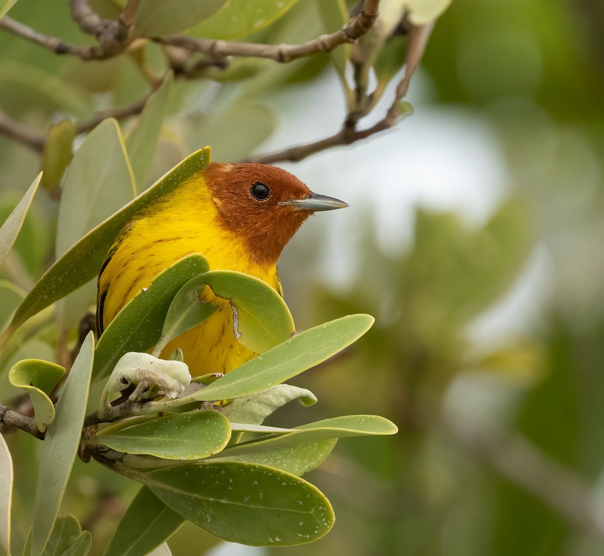 Yellow Warbler - ML405641731