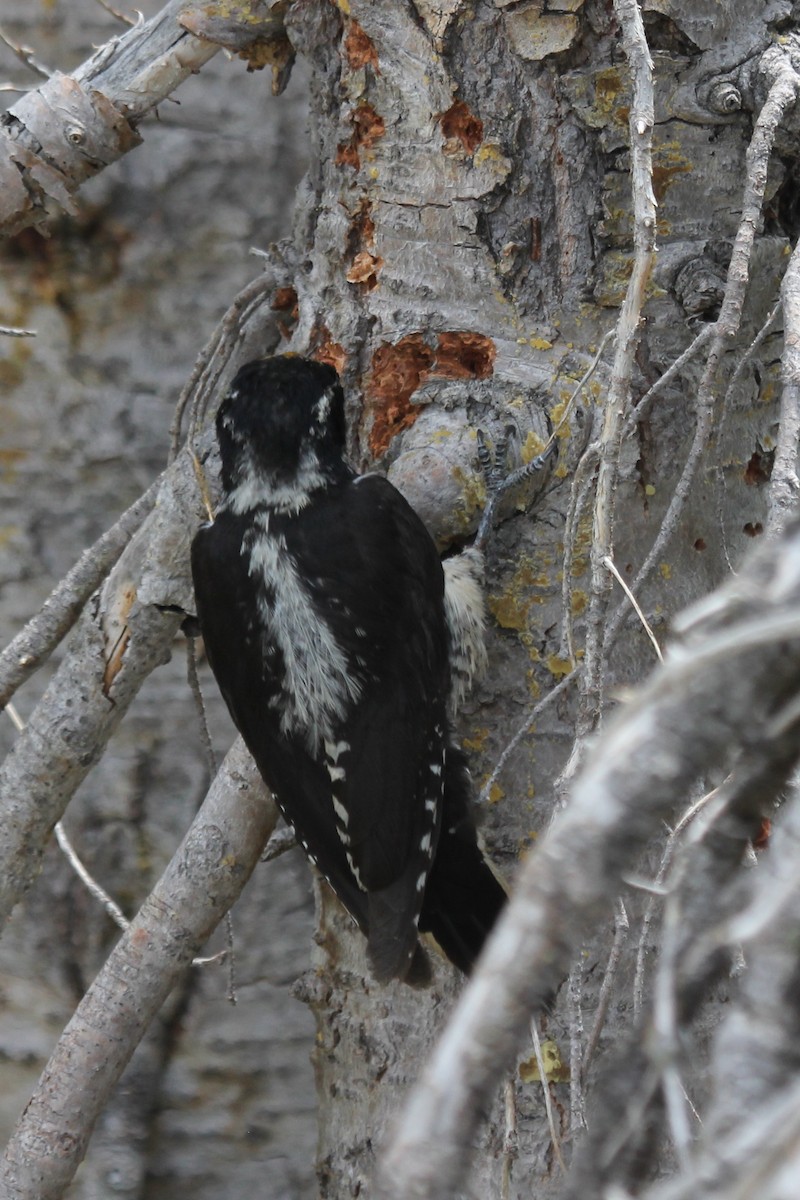 American Three-toed Woodpecker - ML405641921