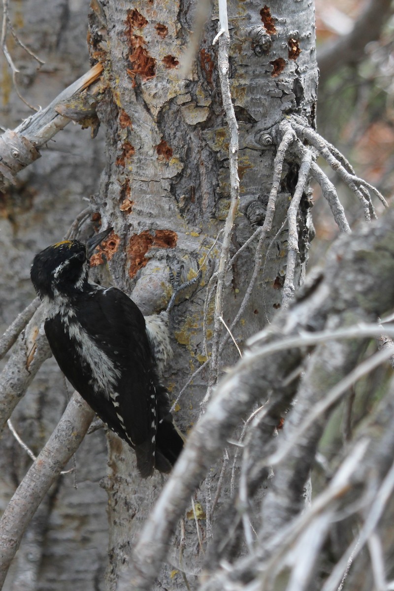 American Three-toed Woodpecker - ML405641951