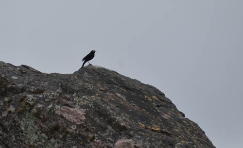 Spectacled Tyrant - ML405642931