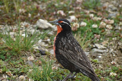 Long-tailed Meadowlark - ML405643161