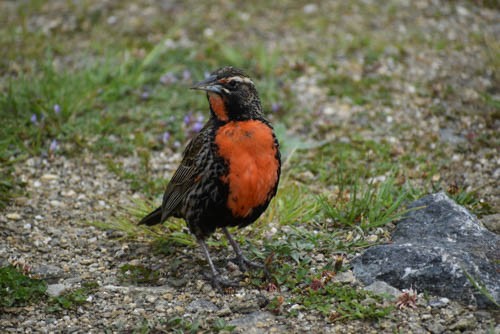 Long-tailed Meadowlark - ML405643171