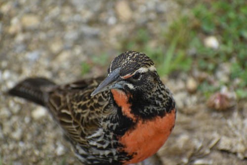 Long-tailed Meadowlark - ML405643181