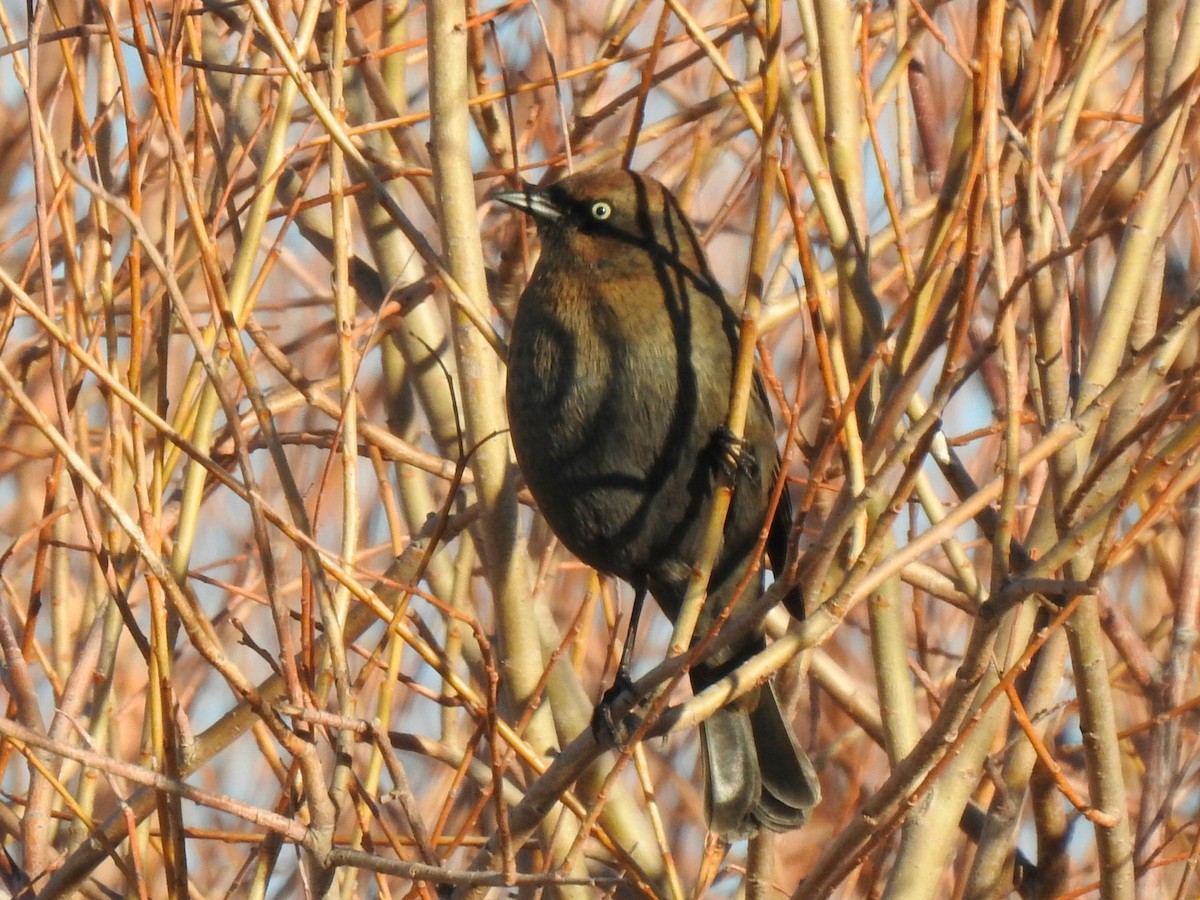 Rusty Blackbird - ML405643511