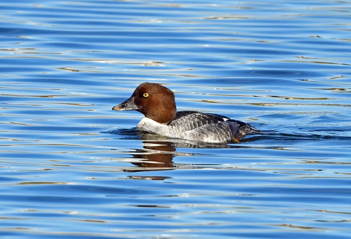 Common Goldeneye - ML405643601