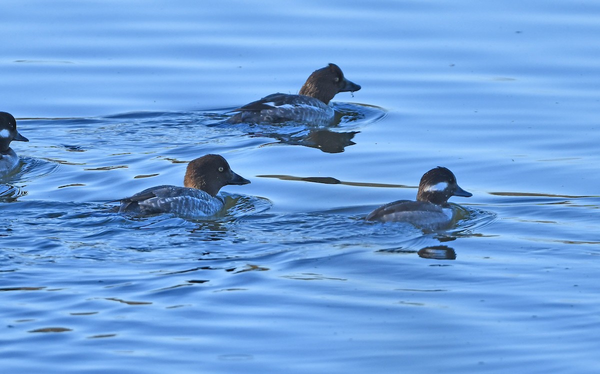 Common Goldeneye - ML405644051