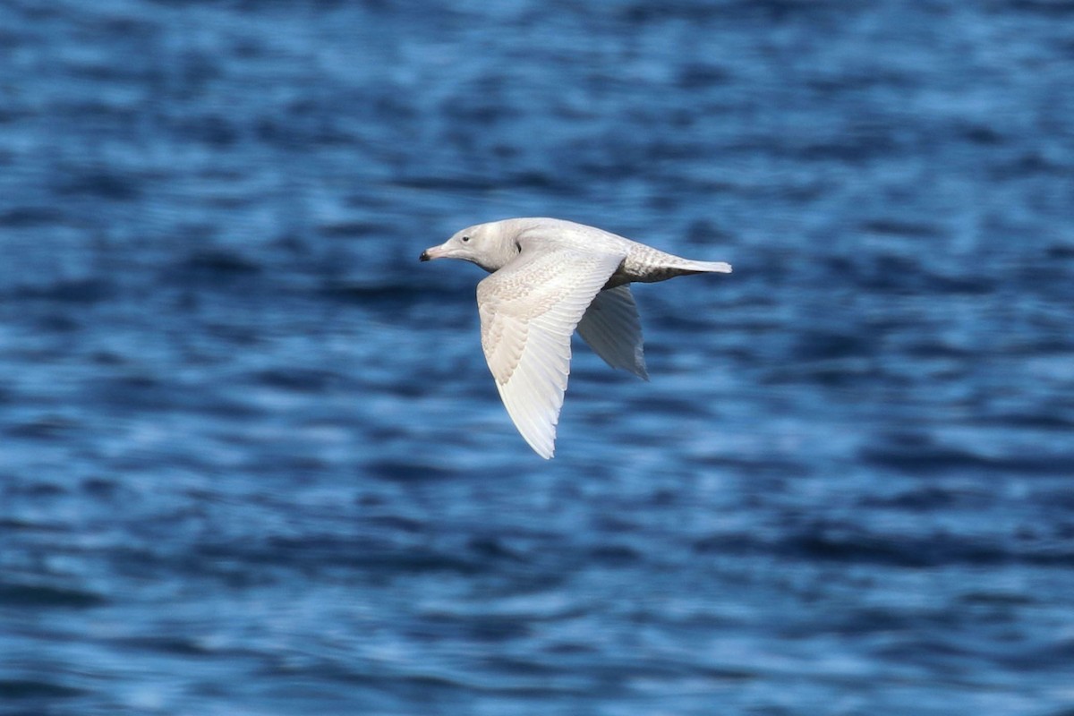 Glaucous Gull - ML405645811