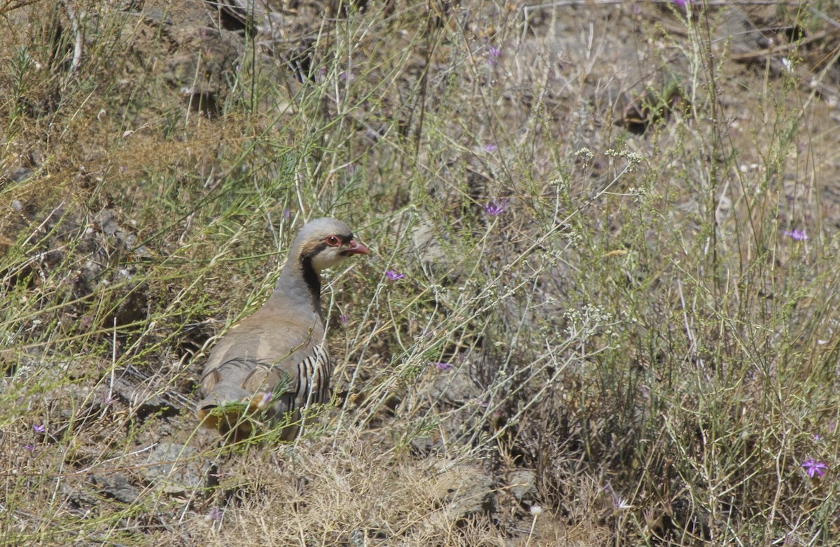 Chukar - ML405645931