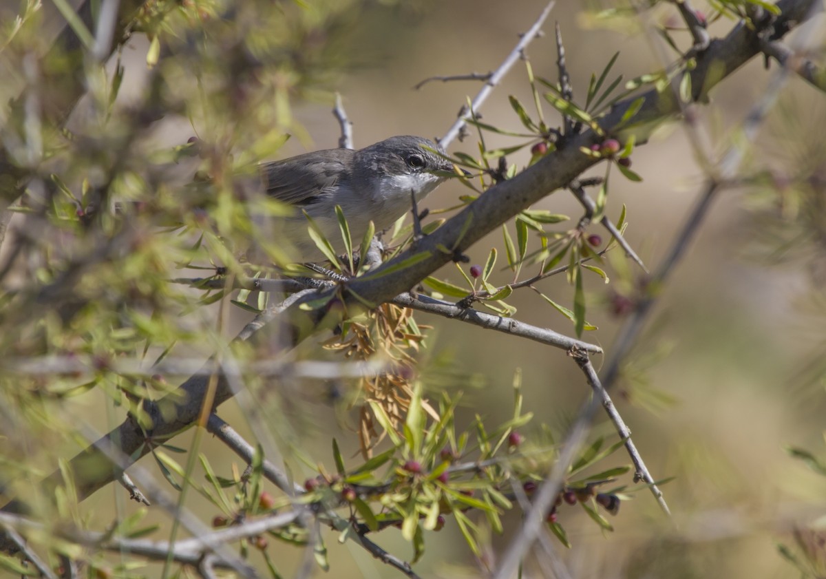 Lesser Whitethroat - ML405646121