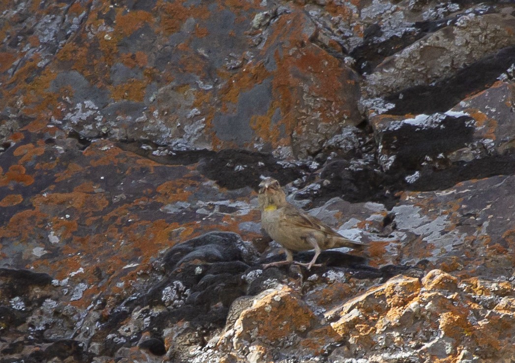 Rock Sparrow - ML405646551