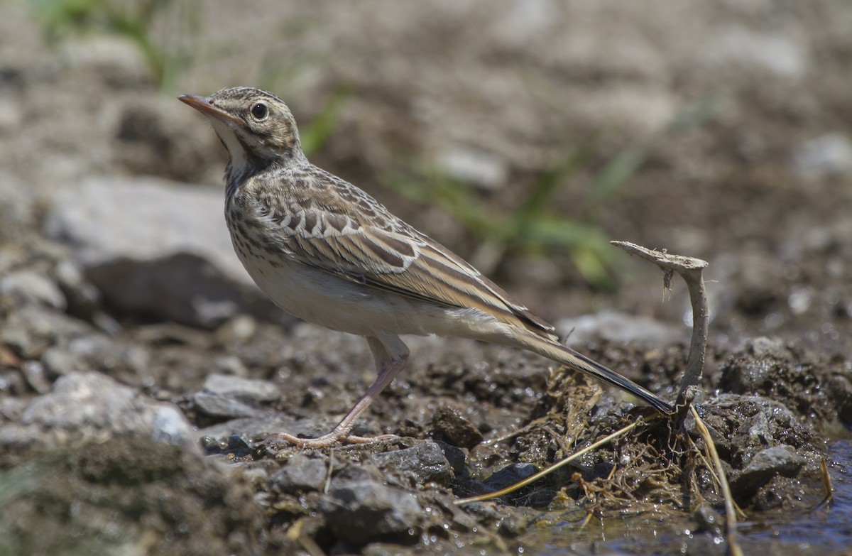 Pipit rousseline - ML405646711