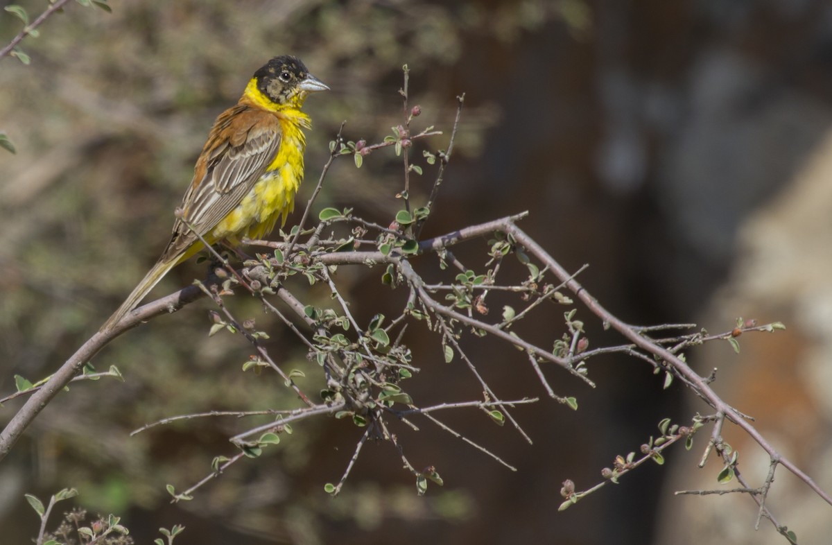 Black-headed Bunting - ML405646811