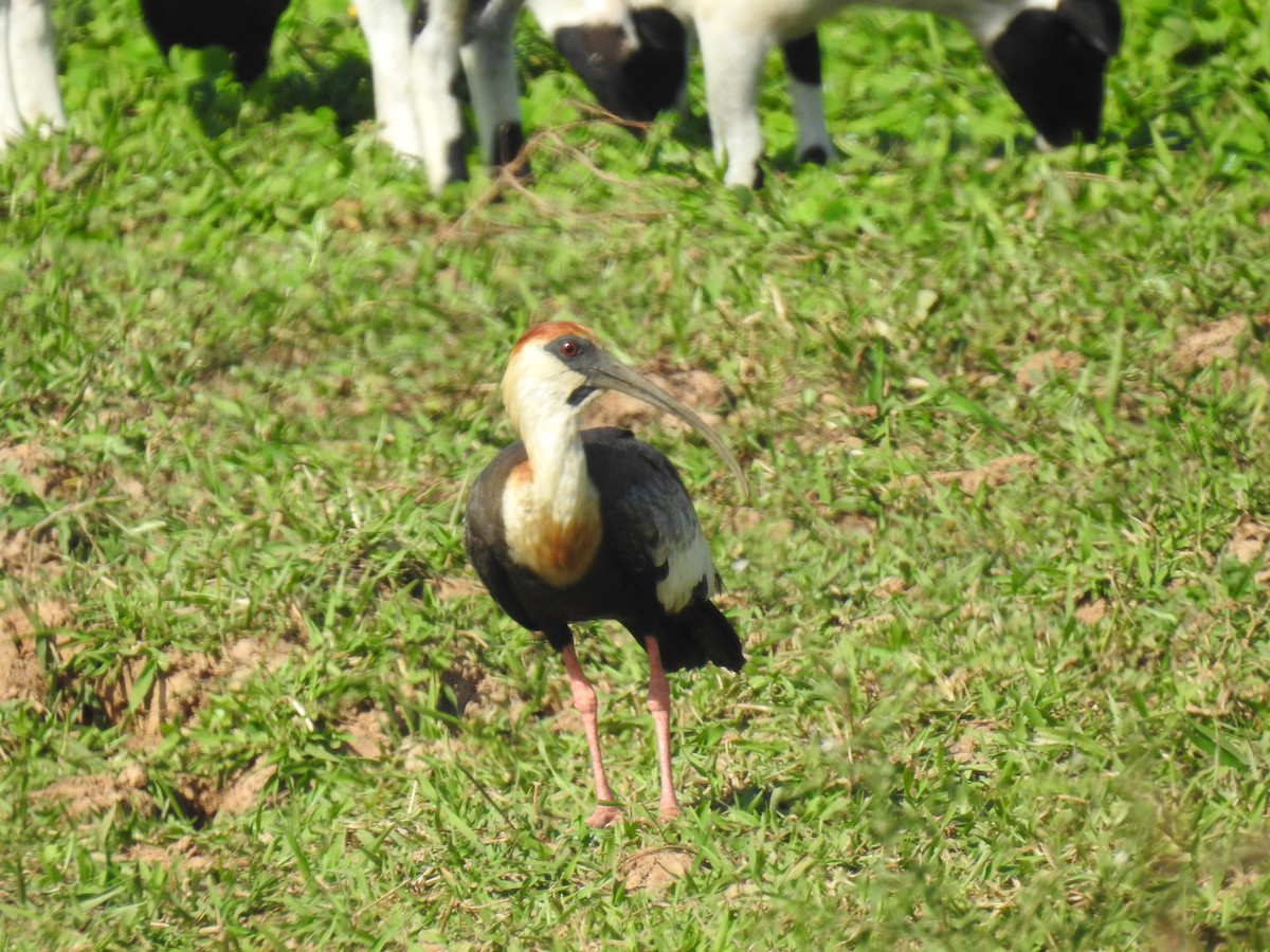 ibis bělokřídlý - ML405646821