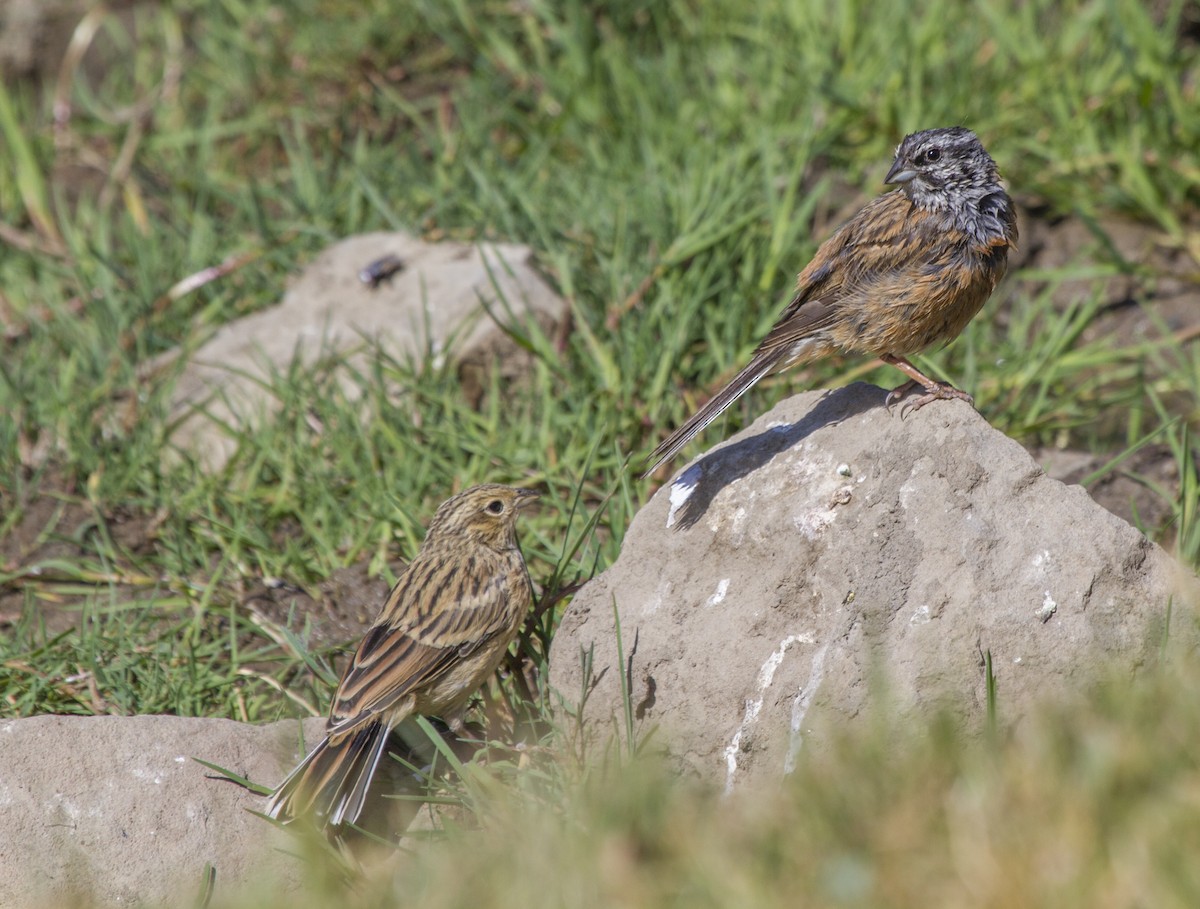 Rock Bunting - ML405646831