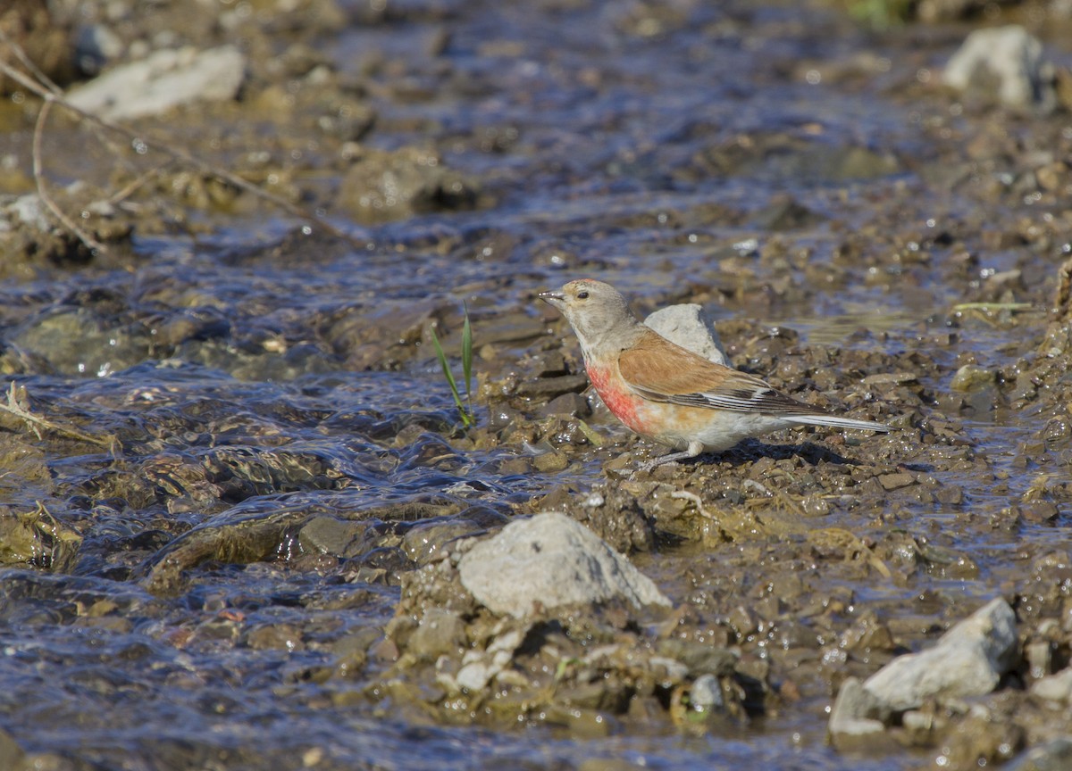 赤胸朱頂雀 - ML405647121