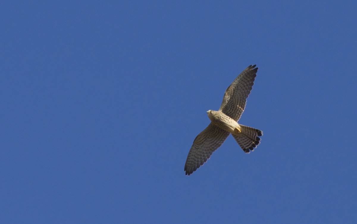 Eurasian Kestrel - ML405647181