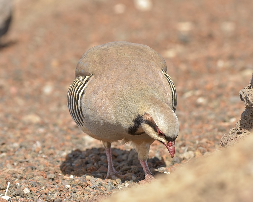 Chukar - ML405647191