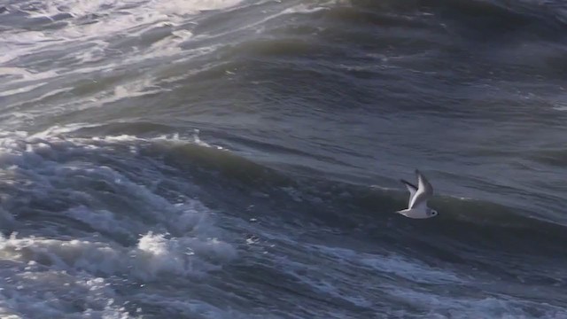 Ross's Gull - ML405650421