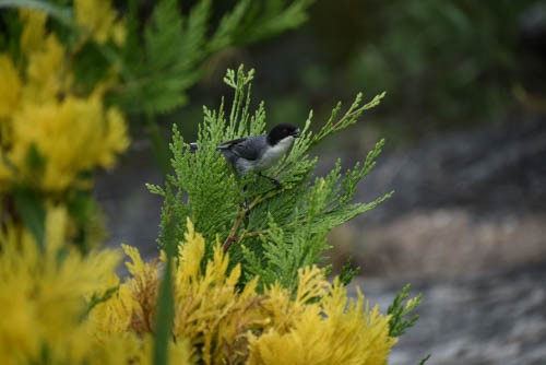 Black-capped Warbling Finch - ML405650781