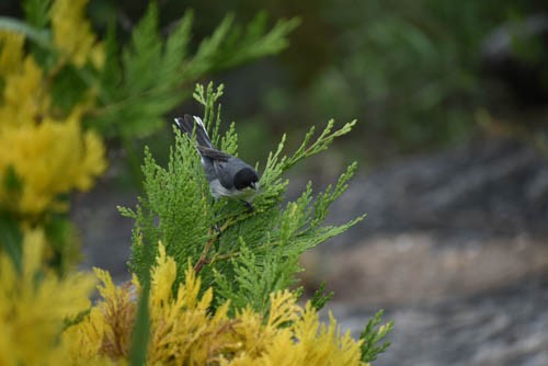 Black-capped Warbling Finch - ML405650861