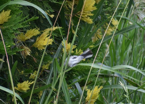 Black-capped Warbling Finch - ML405650871