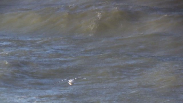 Ross's Gull - ML405651251