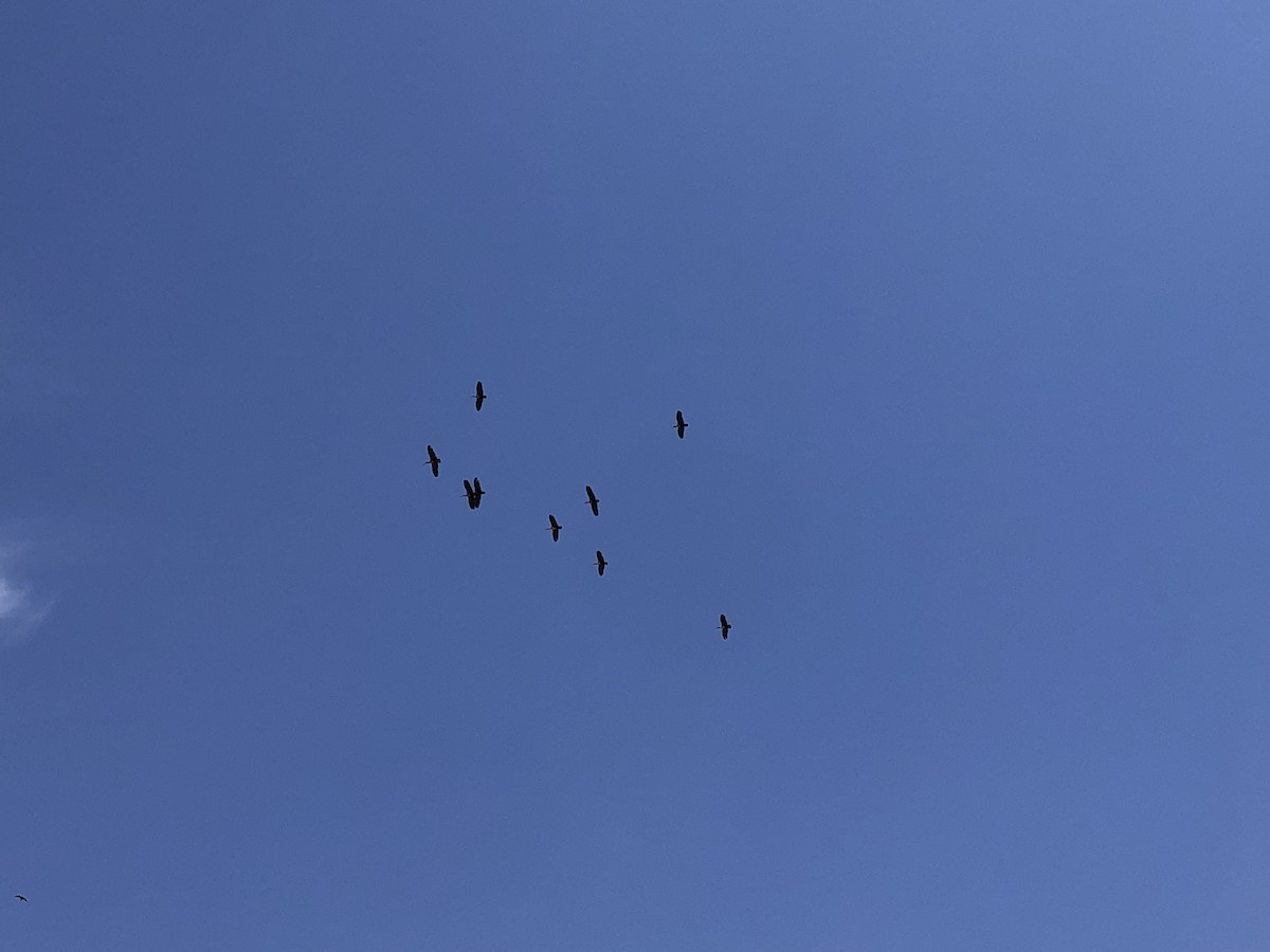 Black-faced Ibis - Jaime Mancilla
